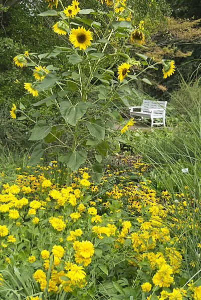 559148 - Sunflowers (Helianthus), false sunflowers (Heliopsis) and cone flowers (Rudbeckia)