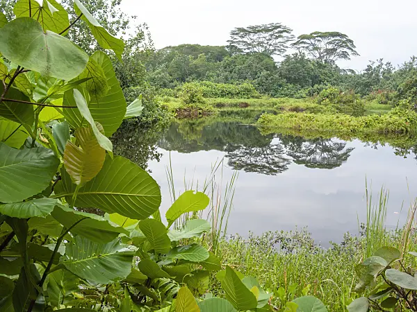 411110 - Sungei Buloh Nature Park, Singapore