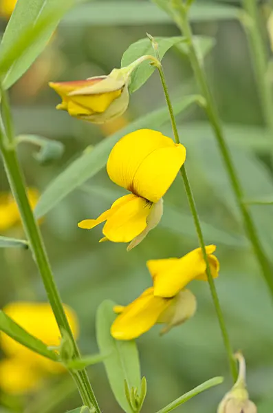 534459 - Sunn hemp (Crotalaria juncea)