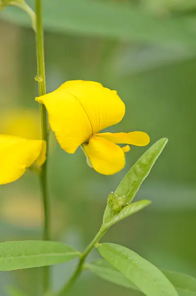 534460 - Sunn hemp (Crotalaria juncea)