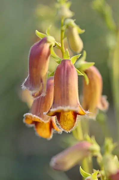 486109 - Sunset foxglove (Digitalis obscura)
