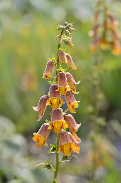 522027 - Sunset foxglove (Digitalis obscura)