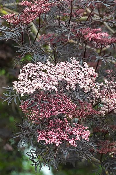 664423 - Sureau noir (Sambucus nigra 'Black Lace')