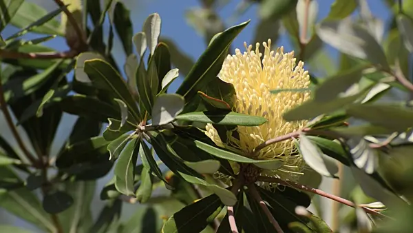 500172 - Swamp banksia (Banksia paludosa)