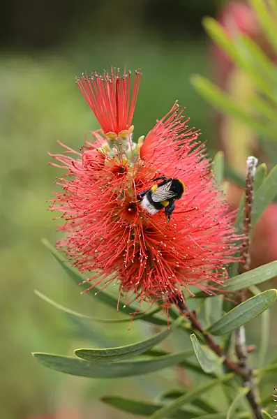 533598 - Swamp bottlebrush (Callistemon speciosus) and bumble bee (Bombus)