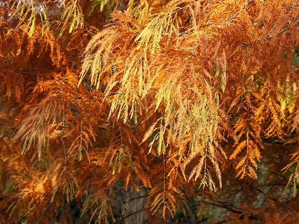 465295 - Swamp cypress (Taxodium distichum)