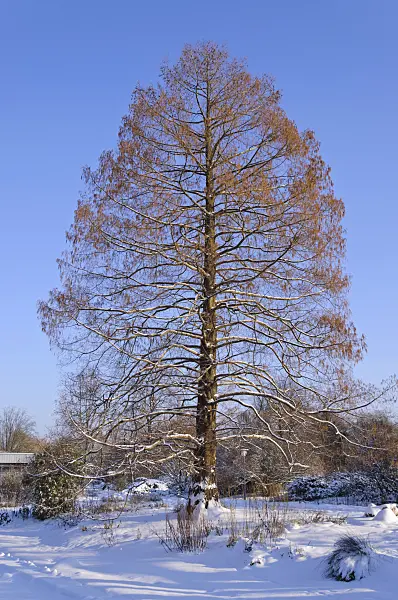 491030 - Swamp cypress (Taxodium distichum)