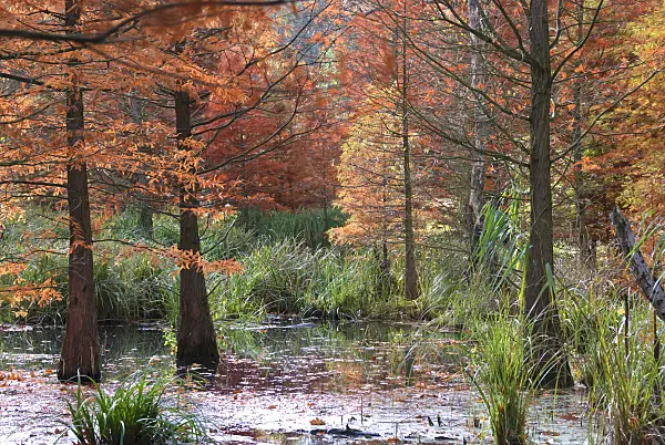 517275 - Swamp cypress (Taxodium distichum)