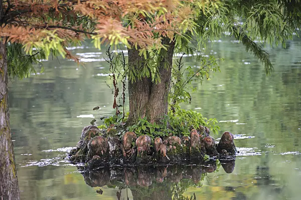 517276 - Swamp cypress (Taxodium distichum)