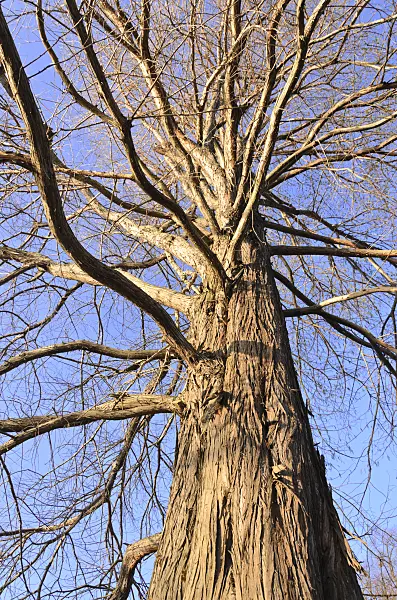 529236 - Swamp cypress (Taxodium distichum)