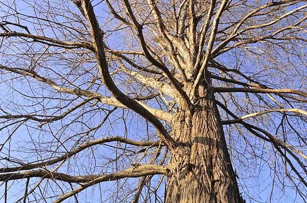 529237 - Swamp cypress (Taxodium distichum)