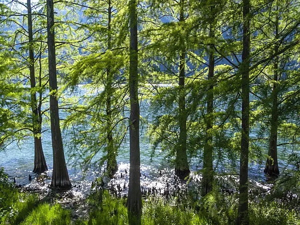 414139 - Swamp cypress (Taxodium distichum) and swamp cypresses (Taxodium distichum) in front of a mountain lake