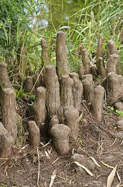 521508 - Swamp cypress (Taxodium distichum) with aerial roots