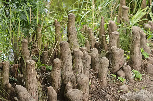 521509 - Swamp cypress (Taxodium distichum) with aerial roots
