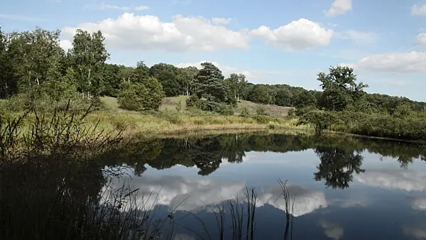 511292 - Swamp lake, De Meinweg National Park, Netherlands