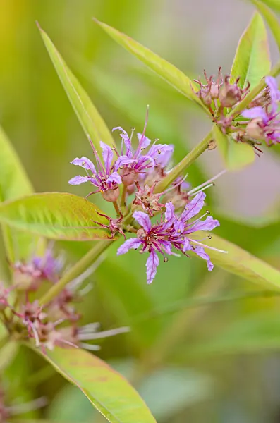 536181 - Swamp loosestrife (Decodon verticillatus)