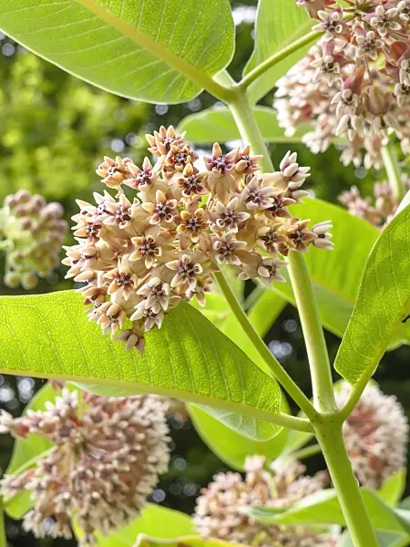 427015 - Swamp milkweed (Asclepias incarnata)