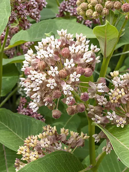 427060 - Swamp milkweed (Asclepias incarnata)
