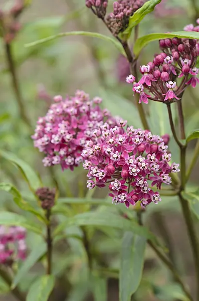 497112 - Swamp milkweed (Asclepias incarnata)