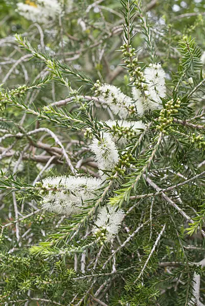 573052 - Swamp paperbark (Melaleuca ericifolia)
