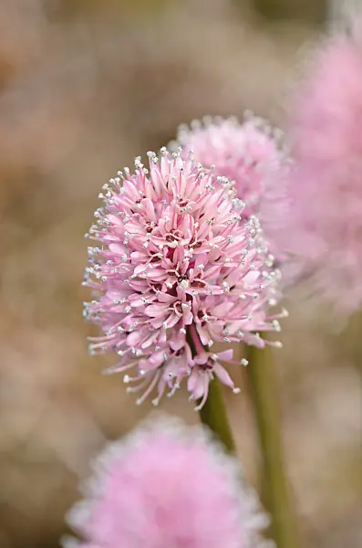 556015 - Swamp pink (Helonias bullata)