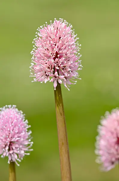 556016 - Swamp pink (Helonias bullata)