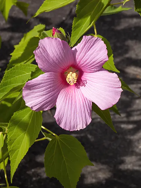 428316 - Swamp rosemallow (Hibiscus moscheutos)
