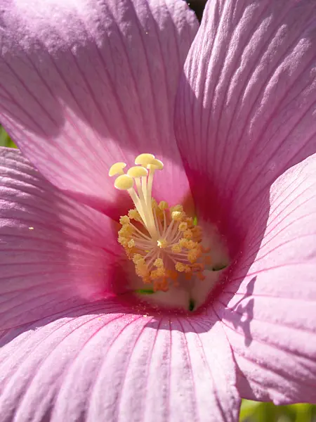 428318 - Swamp rosemallow (Hibiscus moscheutos)