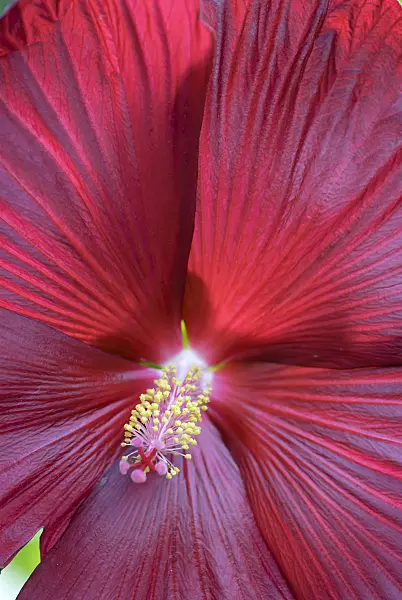 535409 - Swamp rosemallow (Hibiscus moscheutos)