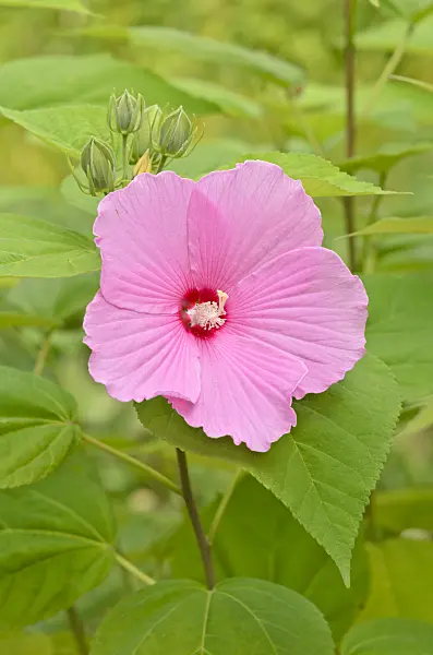 536164 - Swamp rosemallow (Hibiscus moscheutos)