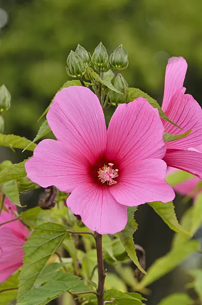 500030 - Swamp rosemallow (Hibiscus moscheutos 'Chatelaine')