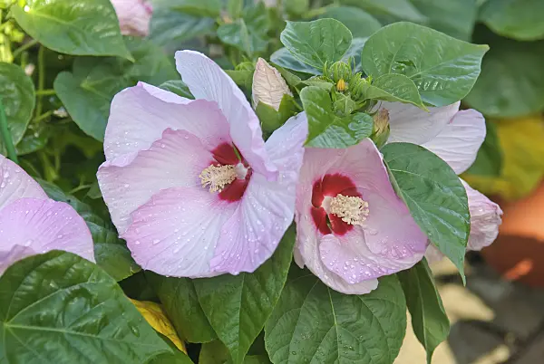 502217 - Swamp rosemallow (Hibiscus moscheutos 'Luna Pink Swirl')