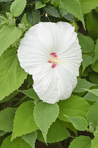 486155 - Swamp rosemallow (Hibiscus moscheutos 'Splash Pinot Grigio')