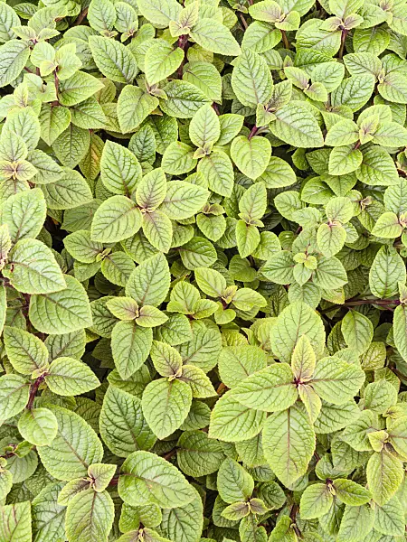 426035 - Swedish ivy (Plectranthus ambiguus 'Nico')