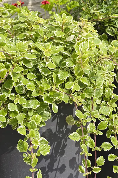 487060 - Swedish ivy (Plectranthus forsteri syn. Plectranthus coleoides)
