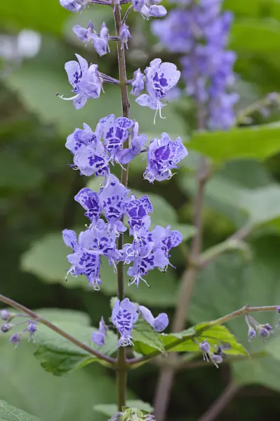 469023 - Swedish ivy (Plectranthus fruticosus)