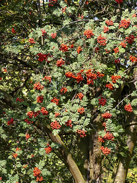 442007 - Swedish service tree (Sorbus x hybrida)