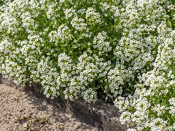 461115 - Sweet alyssum (Lobularia maritima)