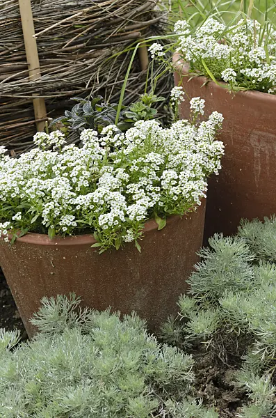 521388 - Sweet alyssum (Lobularia maritima) and Schmidt's mugwort (Artemisia schmidtiana)
