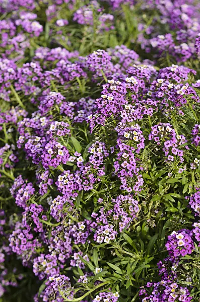 573036 - Sweet alyssum (Lobularia maritima 'Lavender Stream')