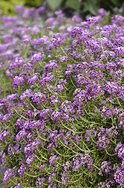 573037 - Sweet alyssum (Lobularia maritima 'Lavender Stream')