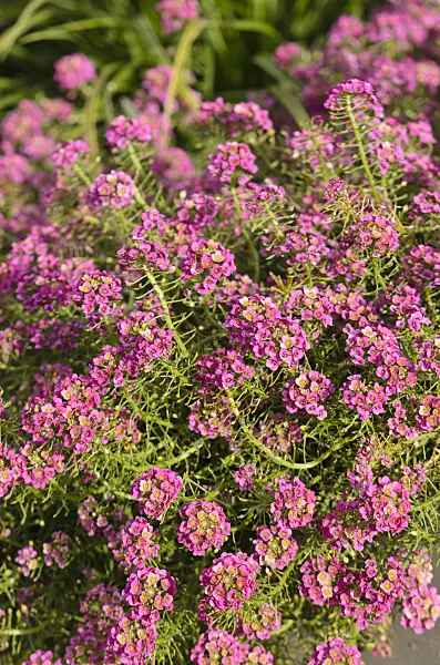 573035 - Sweet alyssum (Lobularia maritima 'Raspberry Stream')