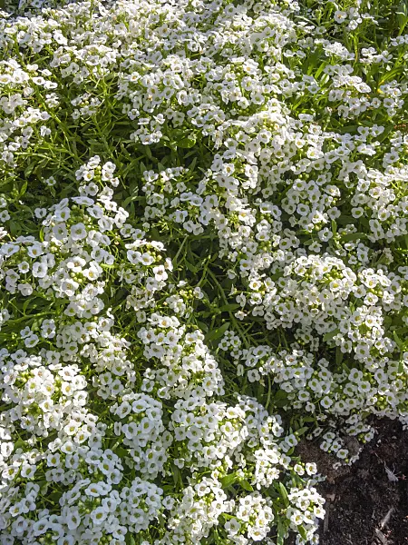 404044 - Sweet alyssum (Lobularia maritima 'Snow Crystals')
