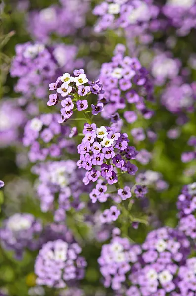 535221 - Sweet alyssum (Lobularia maritima 'Violettkönigin' syn. Lobularia maritima 'Violet Queen')