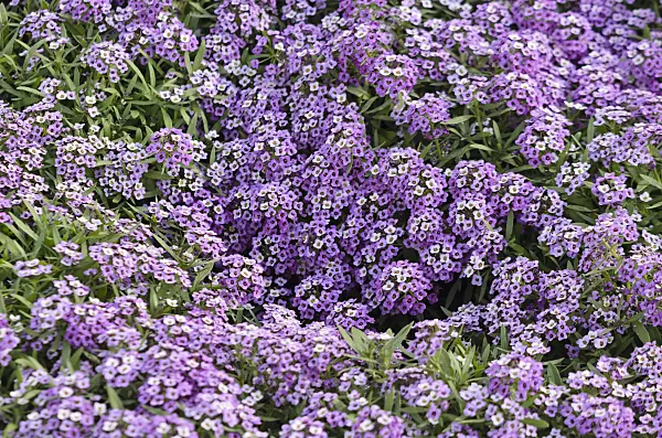 570108 - Sweet alyssum (Lobularia maritima 'Violettkönigin' syn. Lobularia maritima 'Violet Queen')