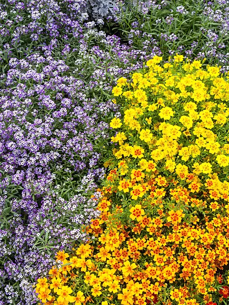 440249 - Sweet alyssum (Lobularia maritima 'Violettkönigin' syn. Lobularia maritima 'Violet Queen') and signet marigold (Tagetes tenuifolia)
