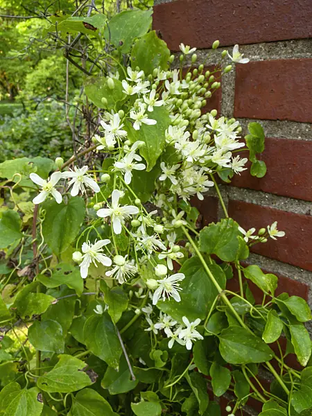464085 - Sweet autumn clematis (Clematis terniflora)