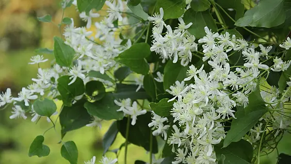 513029 - Sweet autumn clematis (Clematis terniflora)