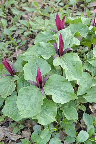 471138 - Sweet Betsy (Trillium cuneatum)