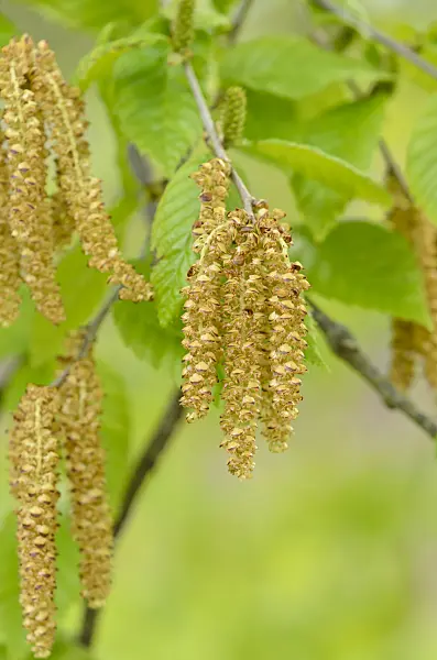 544018 - Sweet birch (Betula lenta)